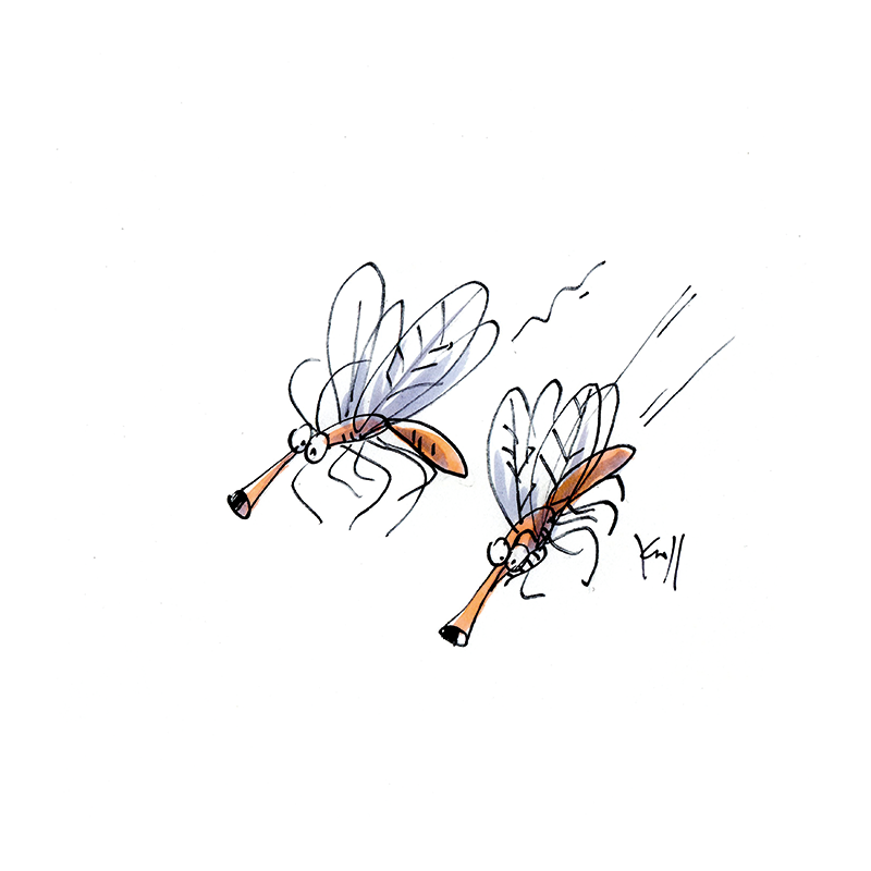 Moustiques
